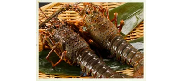 3ふるさと納税伊勢海老刺身食べ方